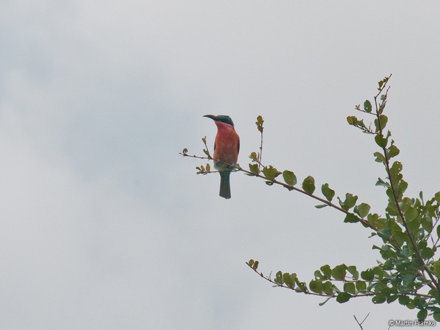 Southern Carmine Bee-eater - ML204796531