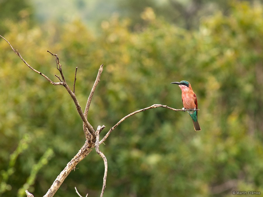 Southern Carmine Bee-eater - ML204796541