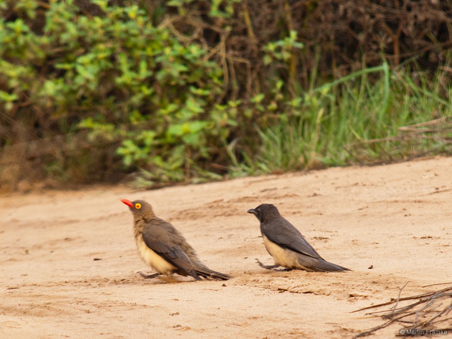 Red-billed Oxpecker - Martin Främke