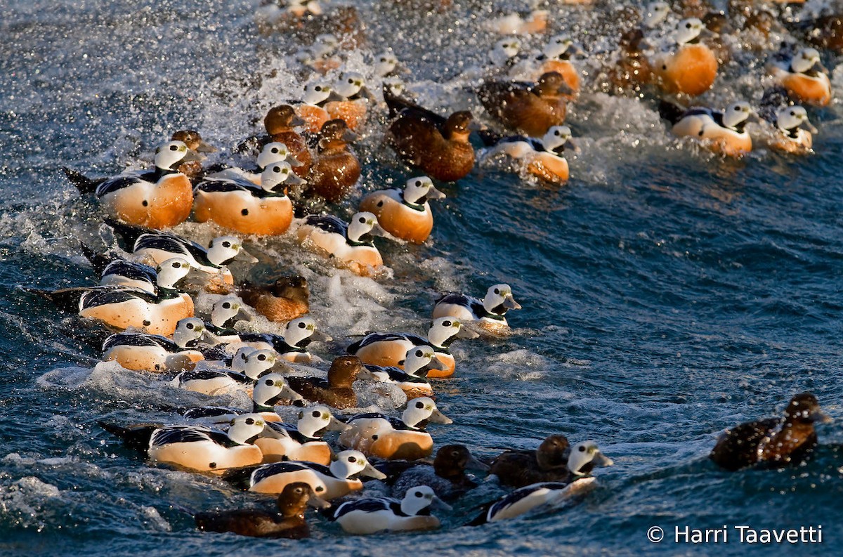 kajka bělohlavá - ML204797121