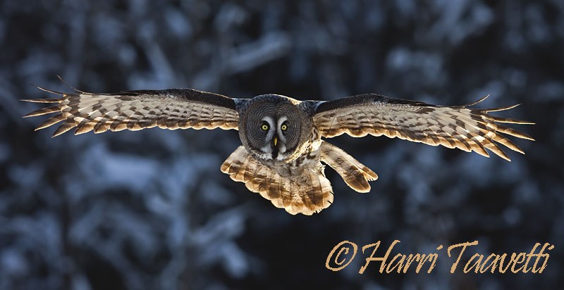 Great Gray Owl - ML204797141