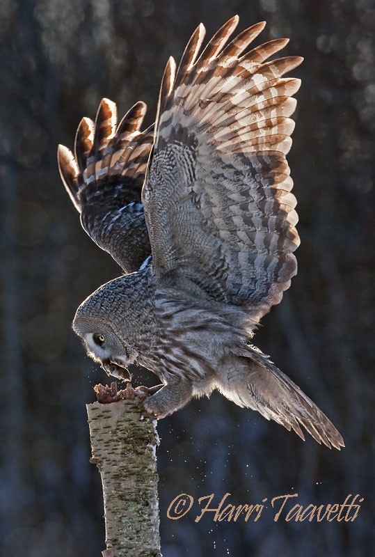 Great Gray Owl (Lapland) - Harri Taavetti