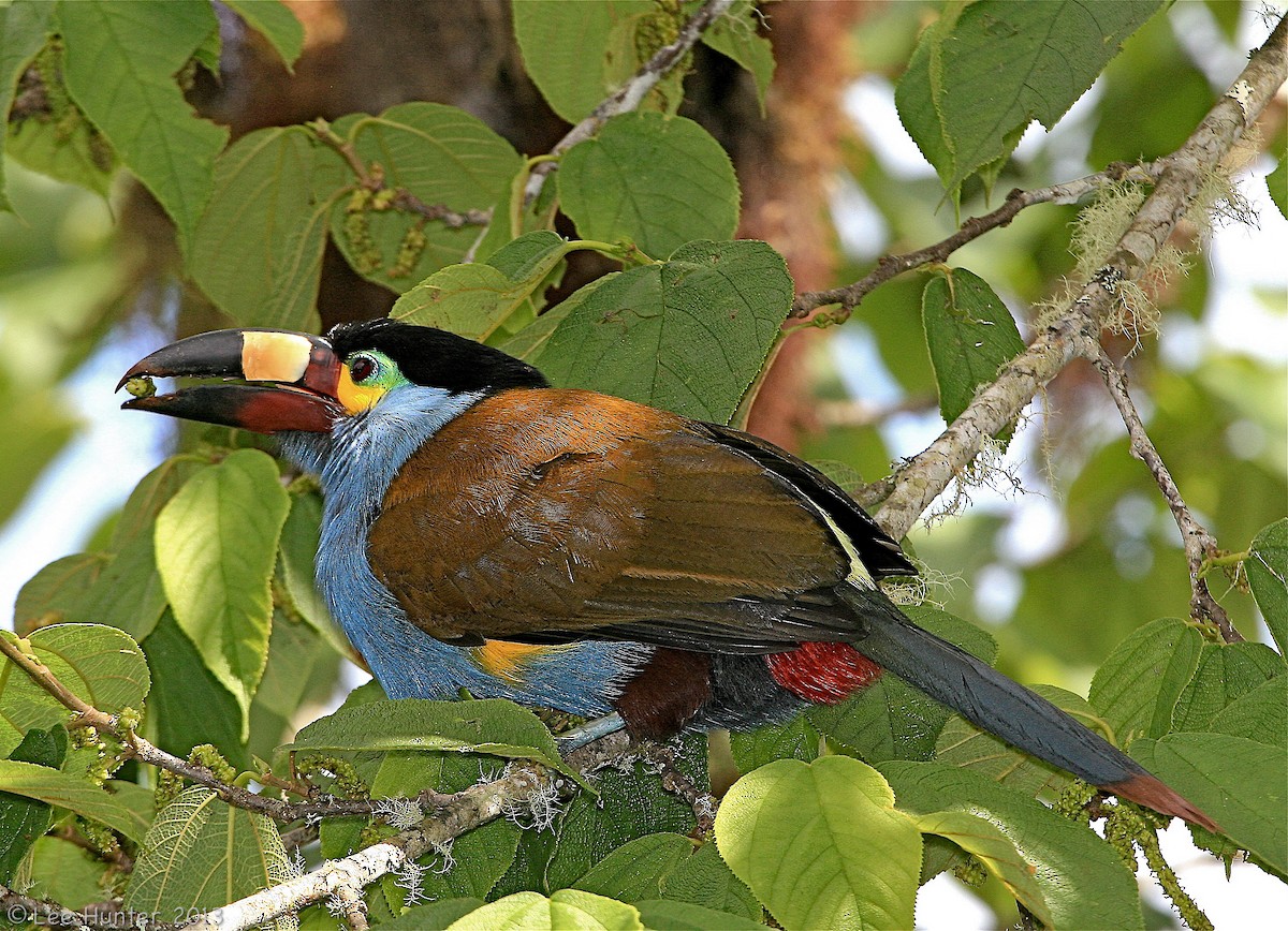 Plate-billed Mountain-Toucan - ML204797201