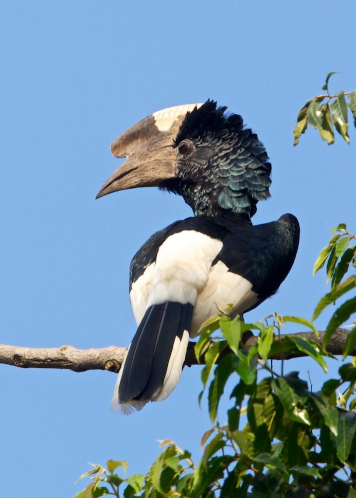 Black-and-white-casqued Hornbill - ML204797221