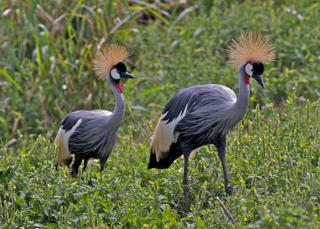 jeřáb královský - ML204797241