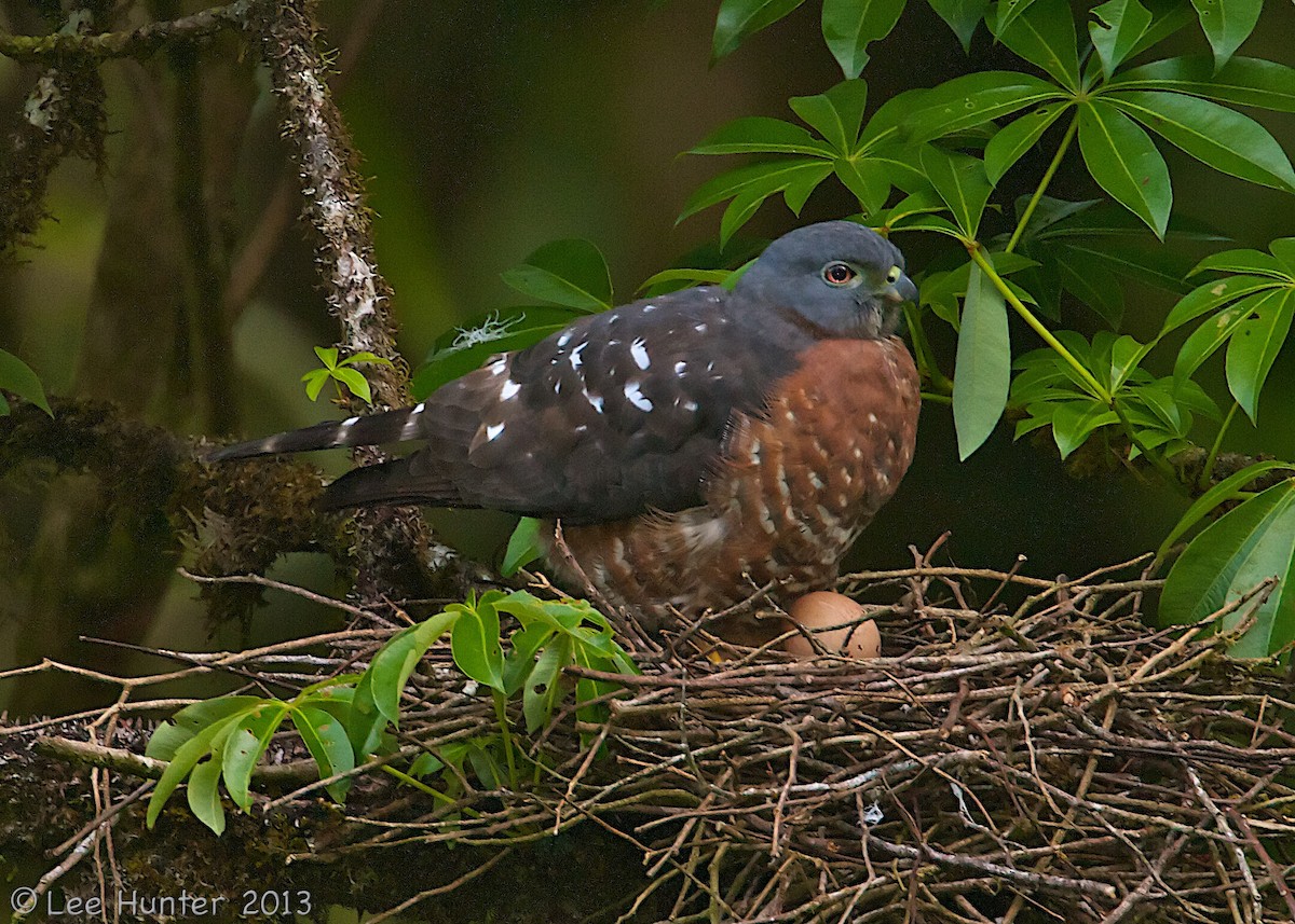 Double-toothed Kite - ML204797571