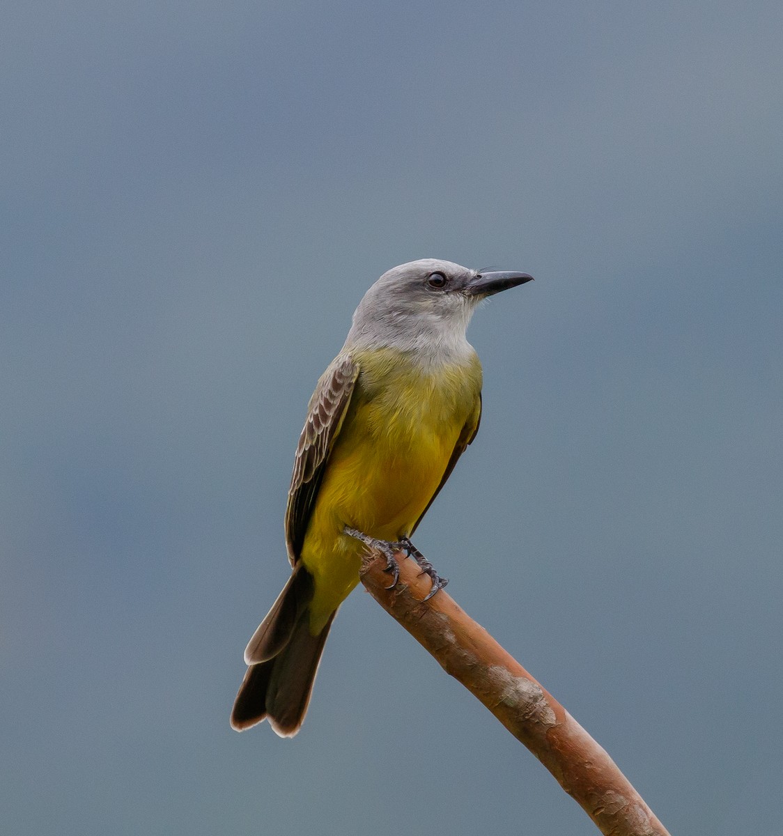 Tropical Kingbird - Martin  Flack