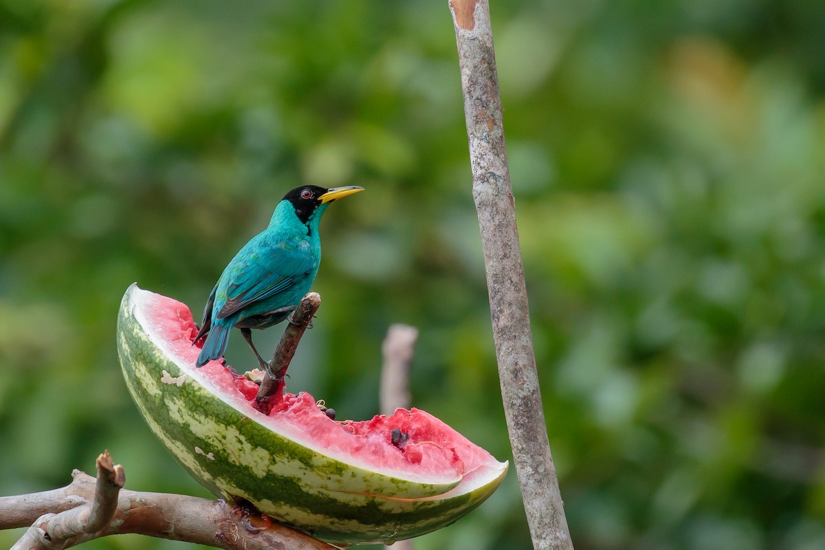 Green Honeycreeper - ML204798371