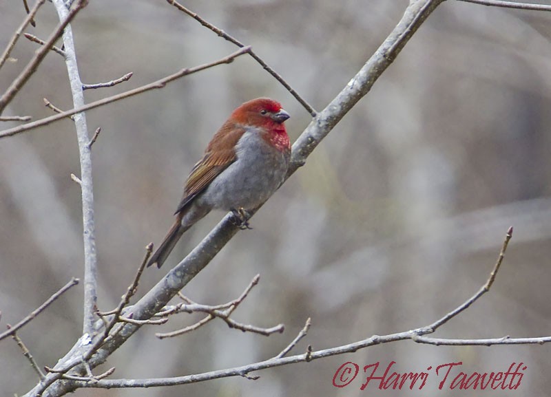 Crimson-browed Finch - ML204798571