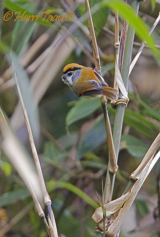 Black-throated Parrotbill - Harri Taavetti