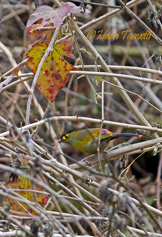 Bugun Liocichla - ML204798591