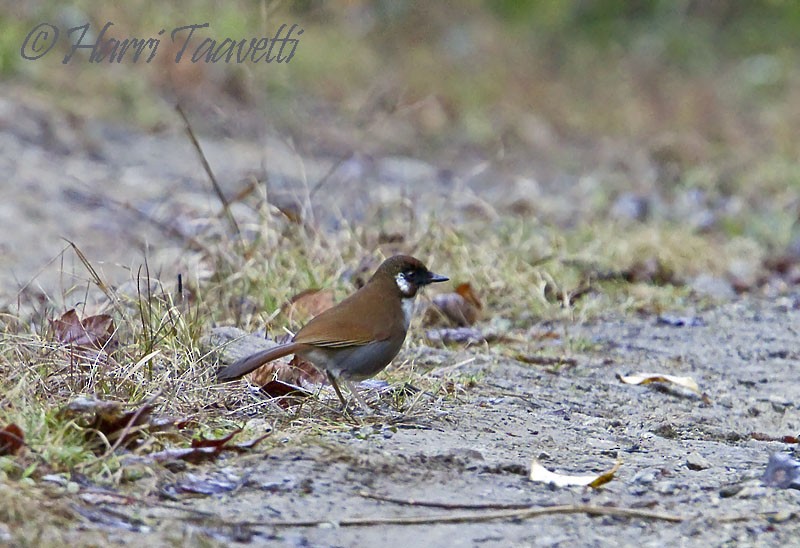 Gray-sided Laughingthrush - ML204798601