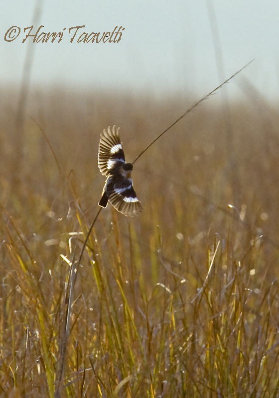 White-throated Bushchat - ML204798611