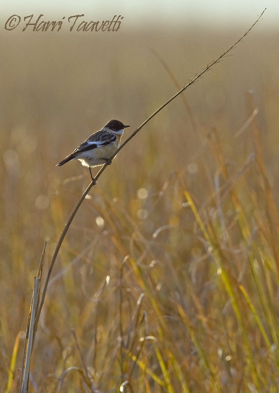 White-throated Bushchat - ML204798621