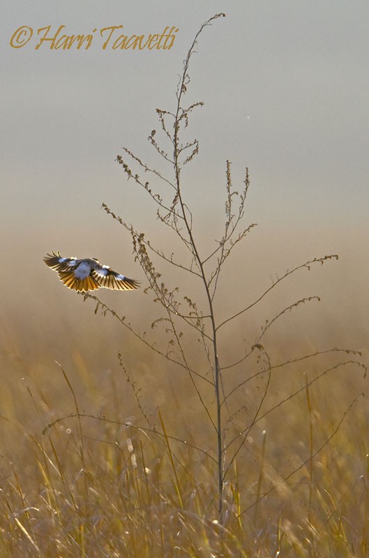 White-throated Bushchat - ML204798631