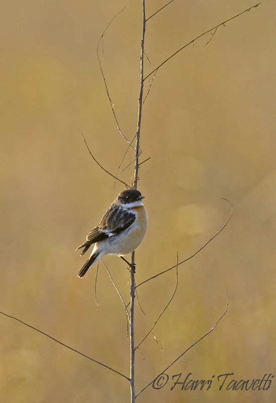 White-throated Bushchat - ML204798641