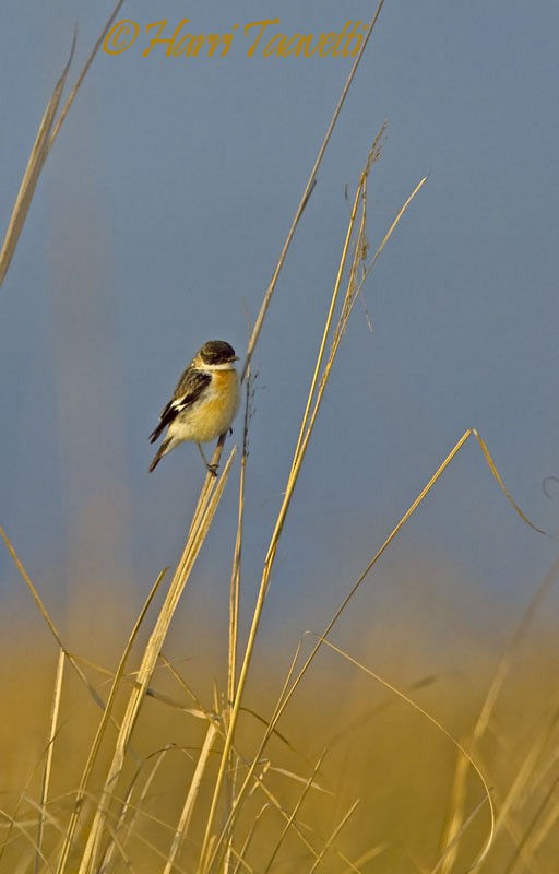 White-throated Bushchat - Harri Taavetti