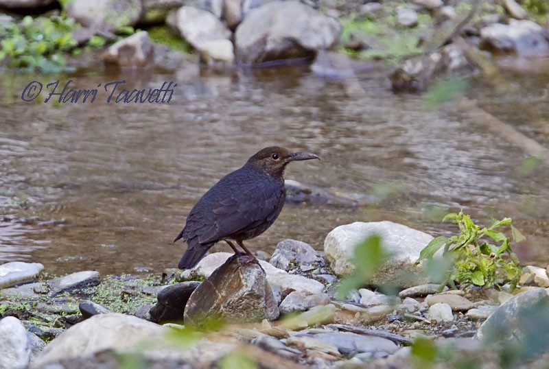 Long-billed Thrush - Harri Taavetti