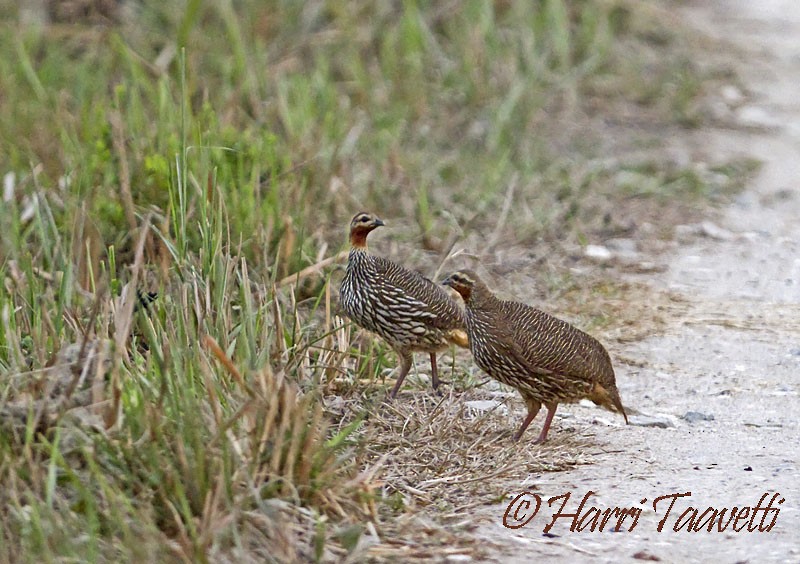frankolín bažinný - ML204798681