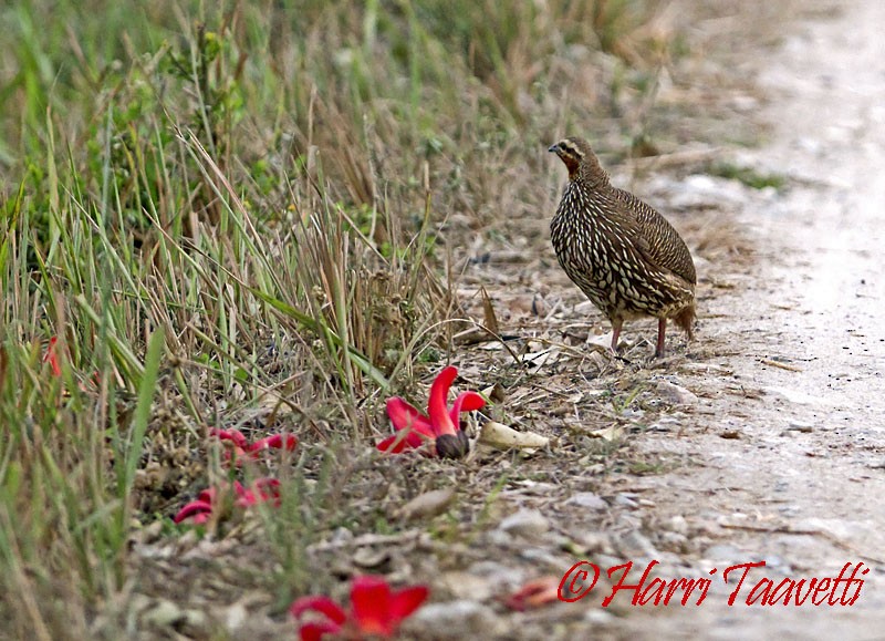 Swamp Francolin - Harri Taavetti