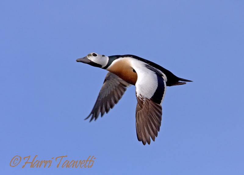 kajka bělohlavá - ML204798701