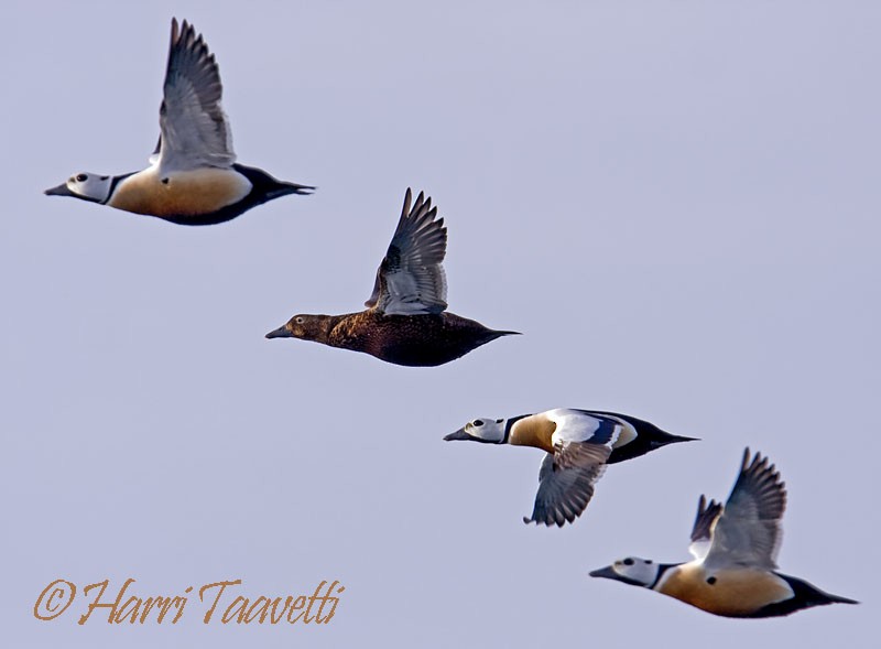 kajka bělohlavá - ML204798711