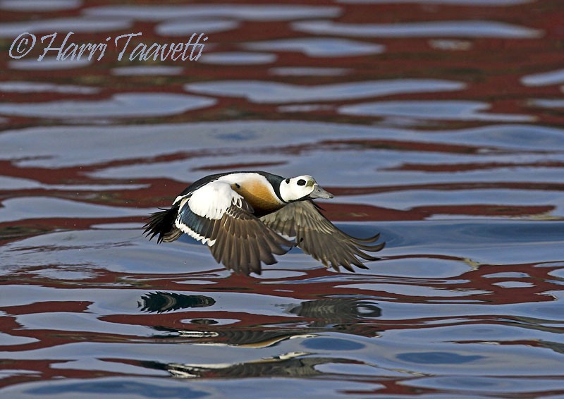 Steller's Eider - ML204798731