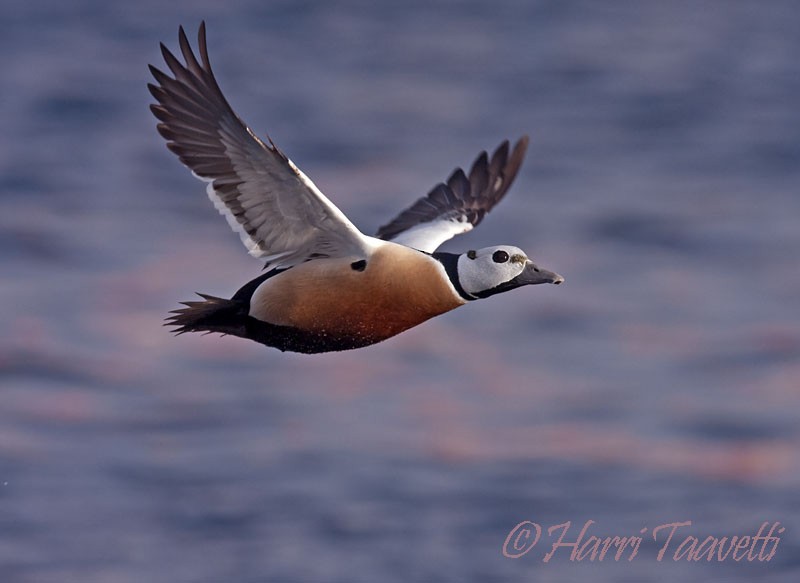 Steller's Eider - Harri Taavetti