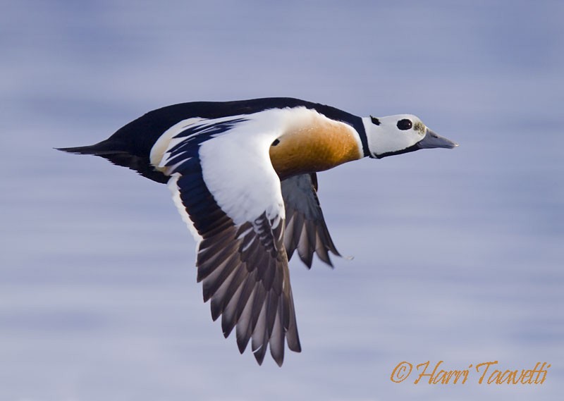 Steller's Eider - Harri Taavetti