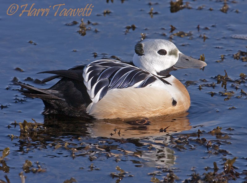 kajka bělohlavá - ML204798761