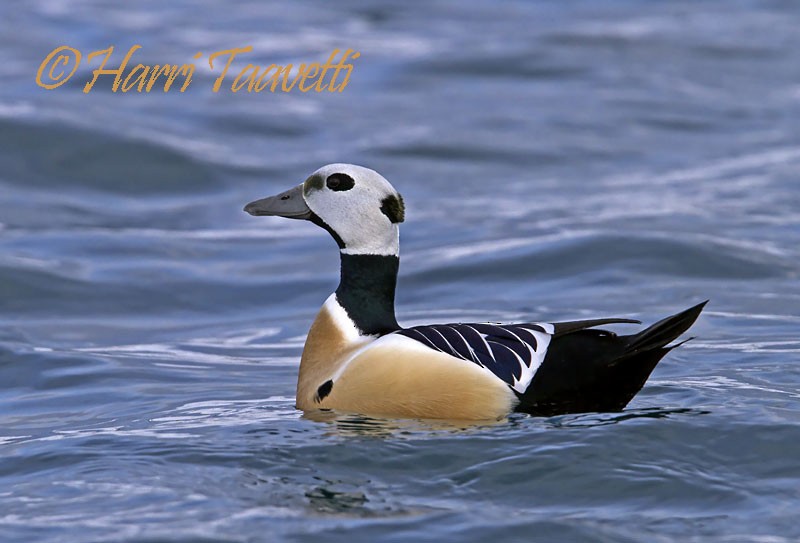 kajka bělohlavá - ML204798771