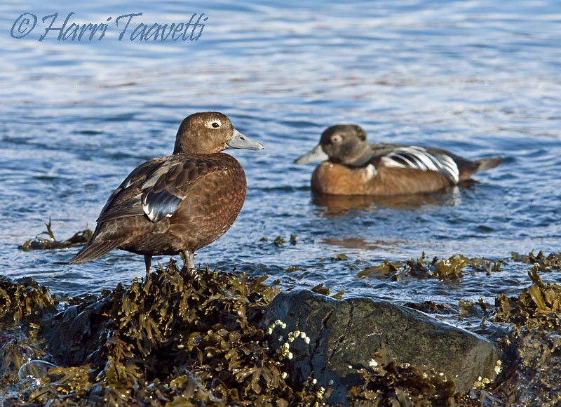 Steller's Eider - Harri Taavetti