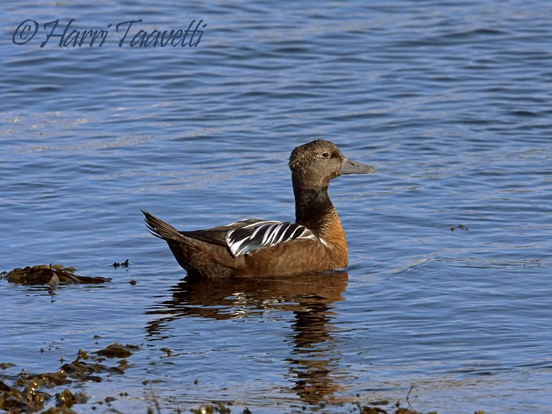 kajka bělohlavá - ML204798801