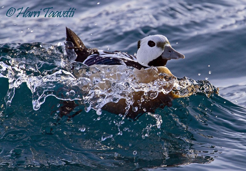 kajka bělohlavá - ML204798811