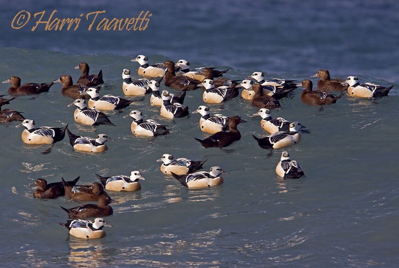 kajka bělohlavá - ML204798821