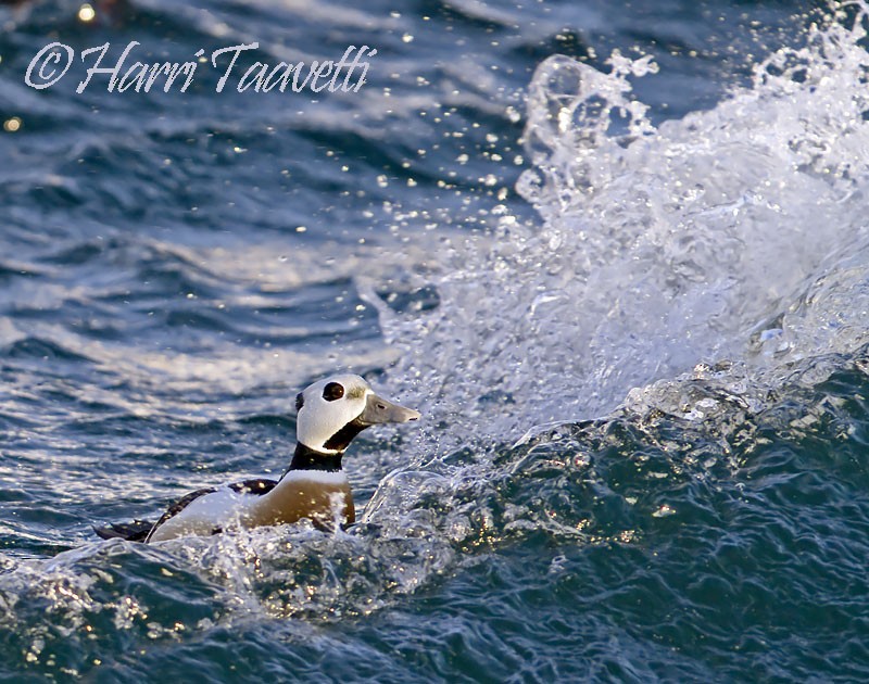 kajka bělohlavá - ML204798831