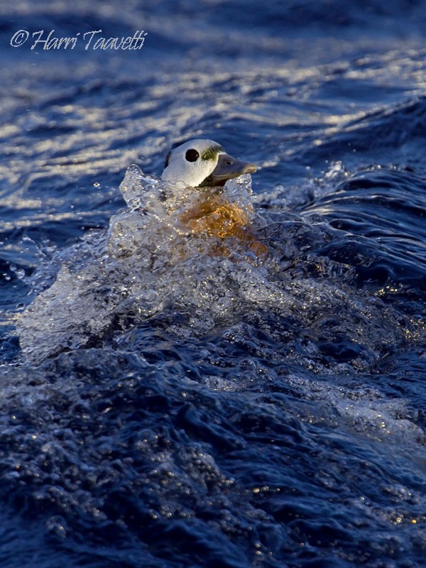 kajka bělohlavá - ML204798841