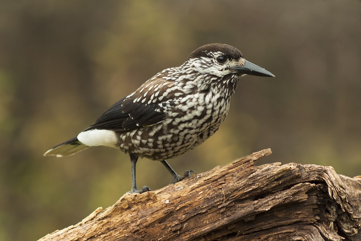 Eurasian Nutcracker (Northern) - ML204798911