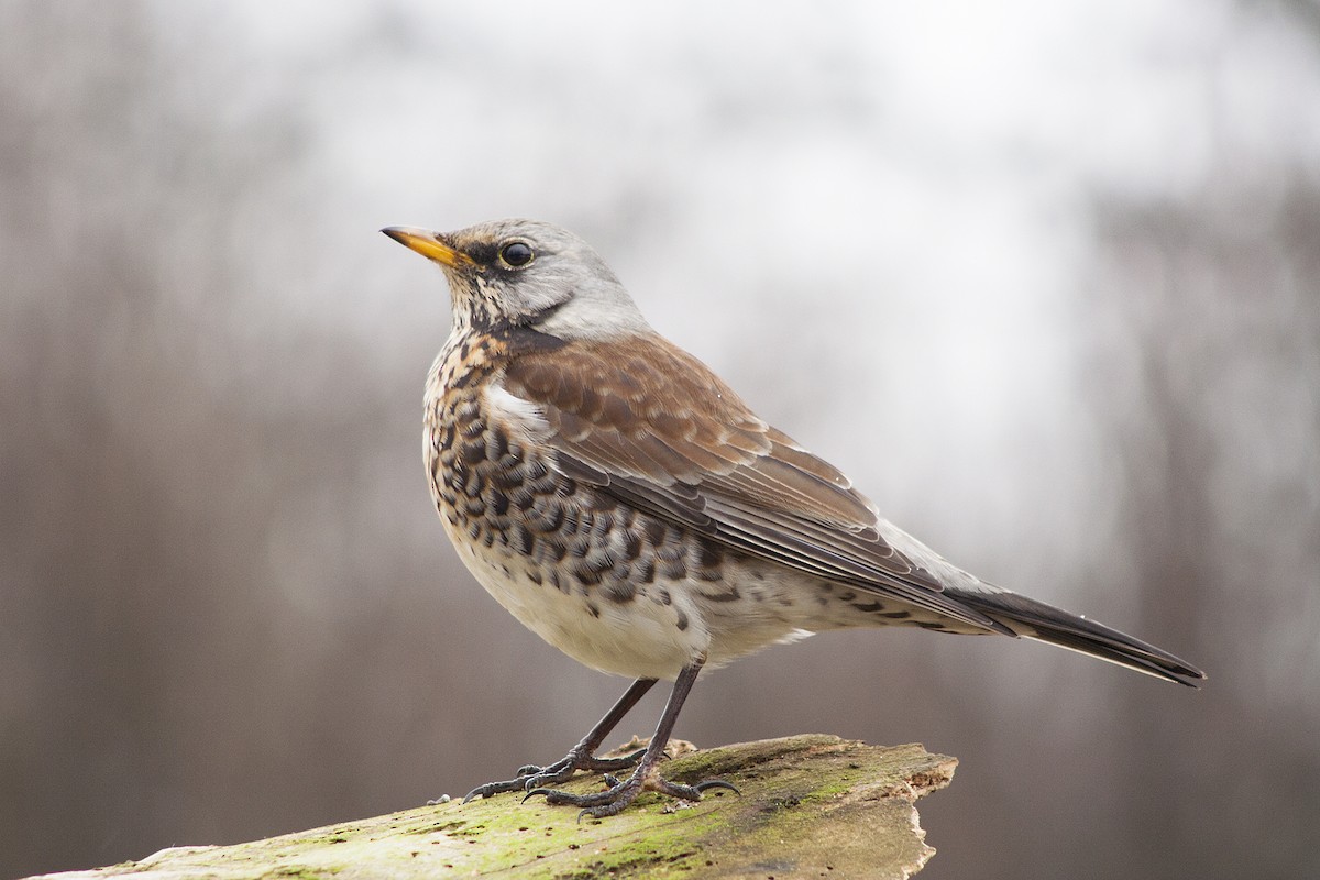 Fieldfare - Michal Jurica