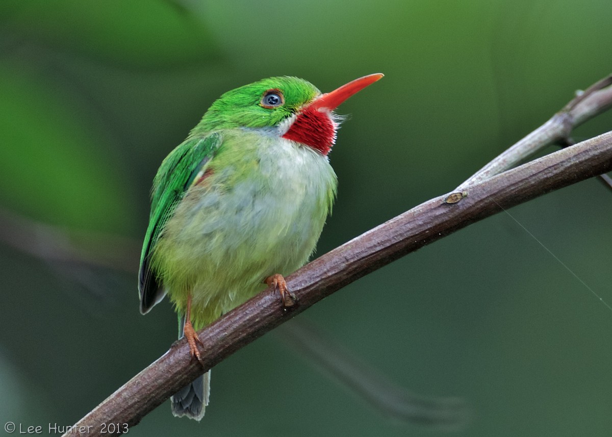 todi zelený - ML204799221