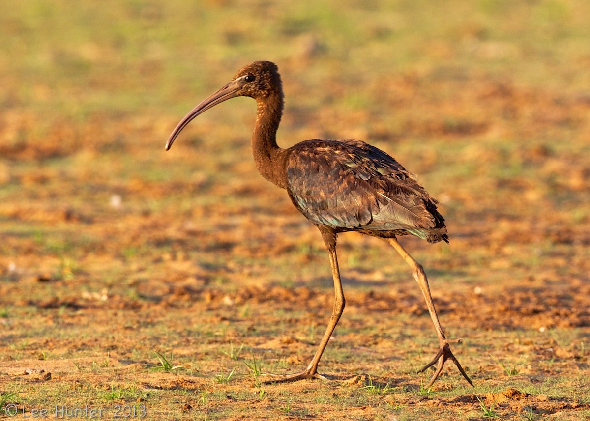 bronseibis - ML204799261