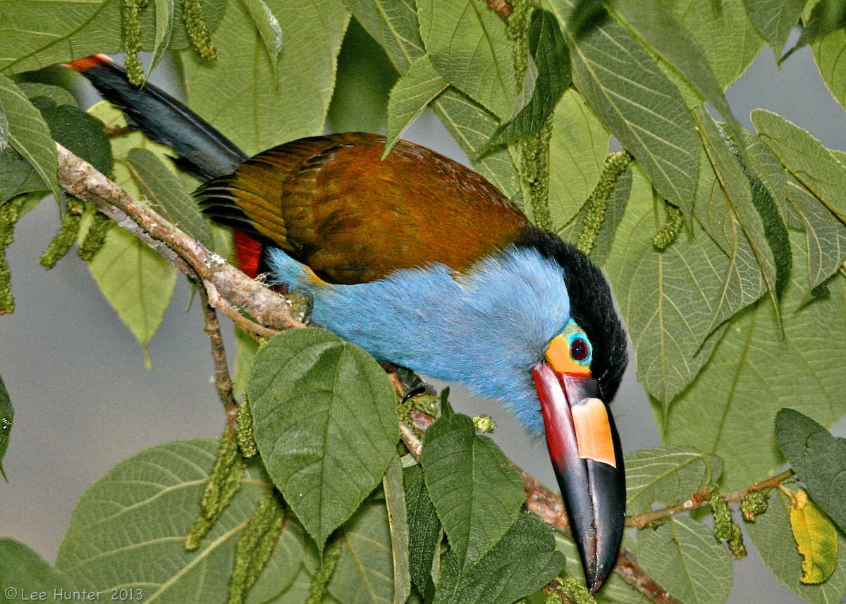 tukan modroprsý - ML204799291