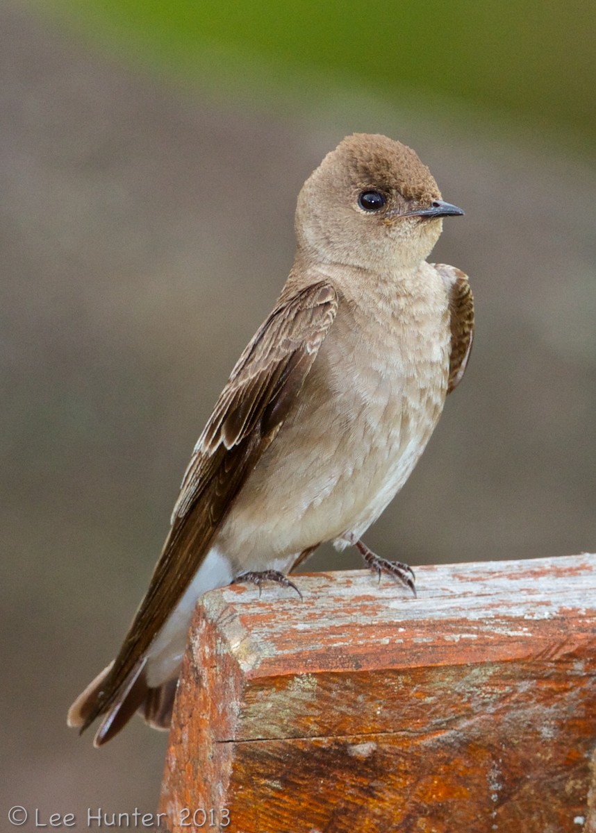 Northern Rough-winged Swallow (Northern) - ML204799311
