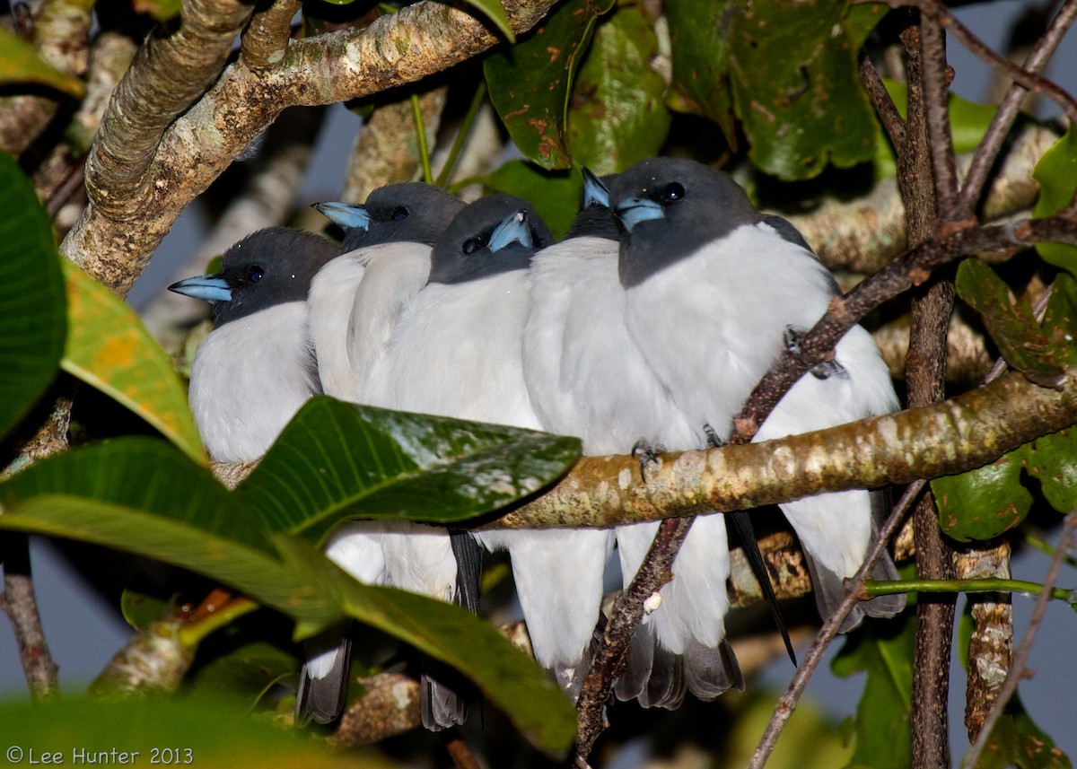 lasolet bělobřichý - ML204799361