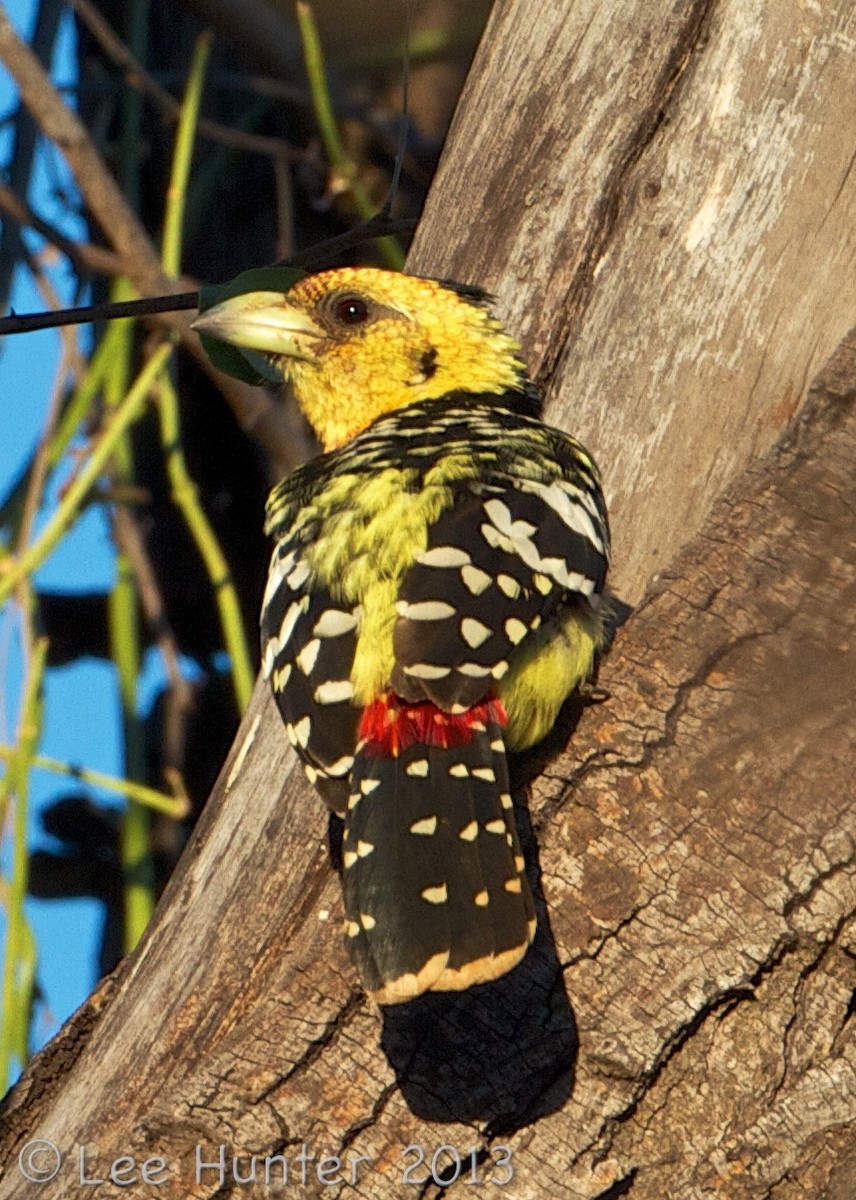 vousáček chocholatý - ML204799401