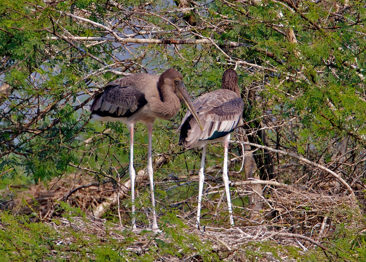 nesyt indický - ML204799511