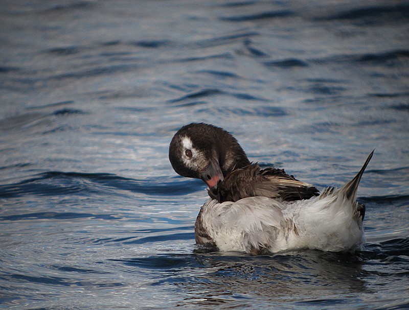 Long-tailed Duck - Martin  Flack