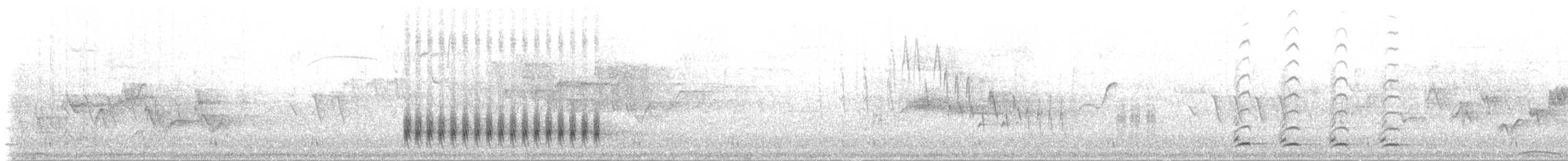 Flötenstärling (auricollis) - ML204800