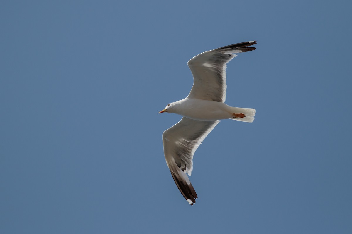 Yellow-legged Gull (atlantis) - Martin  Flack