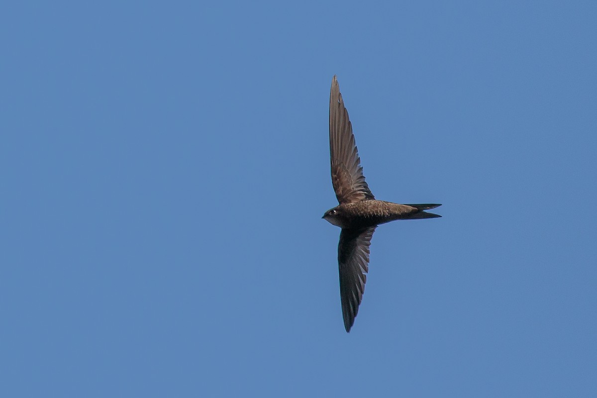 Plain Swift - ML204800281